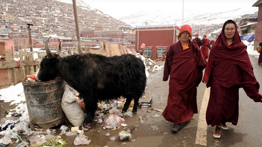Buddhist monks passing a yak at Seda Monastery.