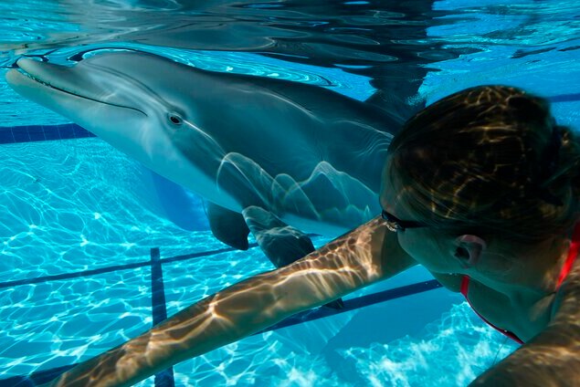 A woman swims through clear water next to a lifelike robotic dolphin