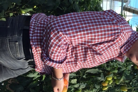 Daniel Scavo standing by his tomato plants housed under a Cravo house