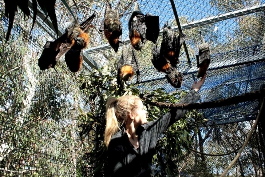 Sarah Curran with rescued bats at her home