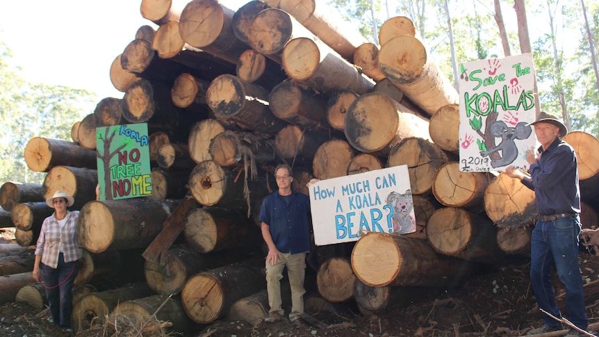 A trio of protesters stand in front of a lumber pile holding signs calling for koalas to be protected.