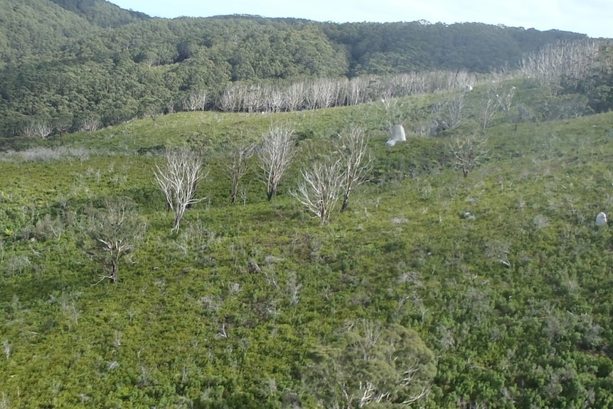 A large area of one species of tree at Wilsons Promontory