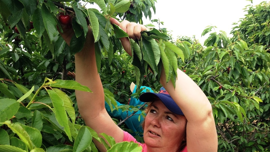 Picking is an art when it comes to cherries