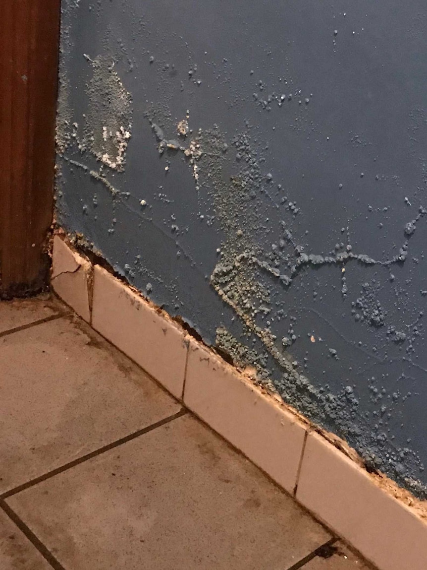 A wall has lots of mould and bumpy inconsistencies which look like water damage.