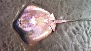 Dead stingrays have been found with skin rashes found at Yeppoon.