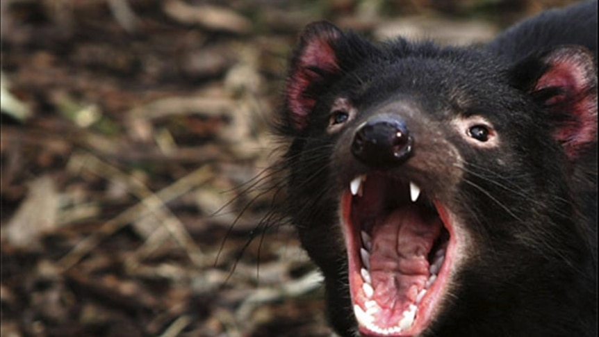 A healthy Tasmanian devil