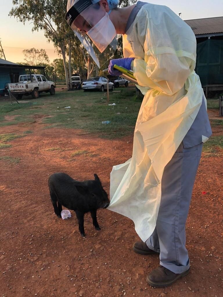 An NT Health staff member stands next to a pig who is biting their PPE smock.
