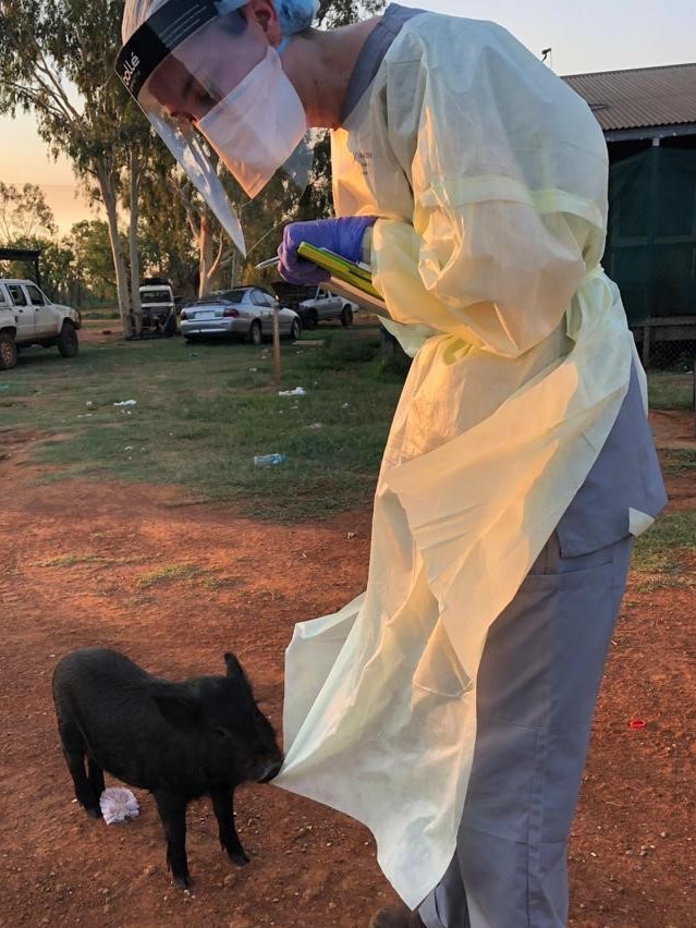 An NT Health employee is standing next to a pig biting their PPE coat.