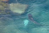 A shark feeds on a whale carcass off South Broulee