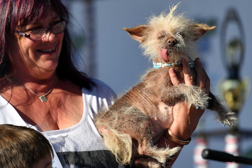 Josie the Chinese crested mix