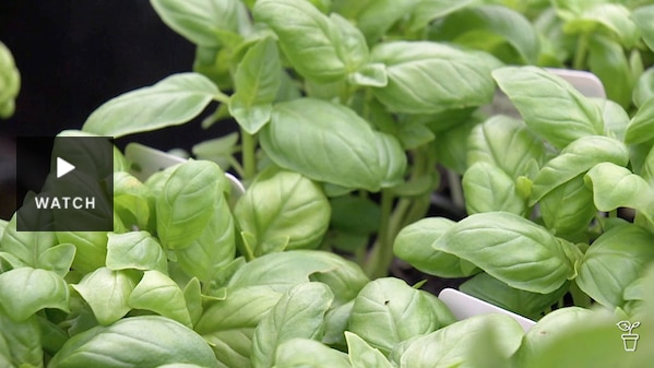 Close up of basil leaves. Has Video.