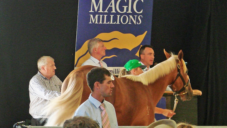 Chestnut colt walks between crowd and auctioneers at 2015 Launceston Magic Millions yearling sale