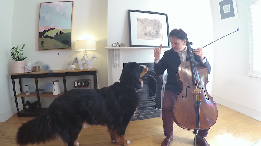 Umberto Clerici sits with his cello and signals to his Bernese Mountain Dog Pablo.