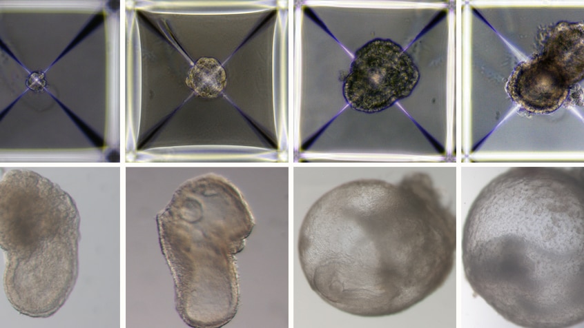 Eight sequential pictures of an embryo growing in a Petri dish.