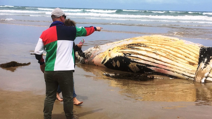 Two people look at a whale carcass on a beach.