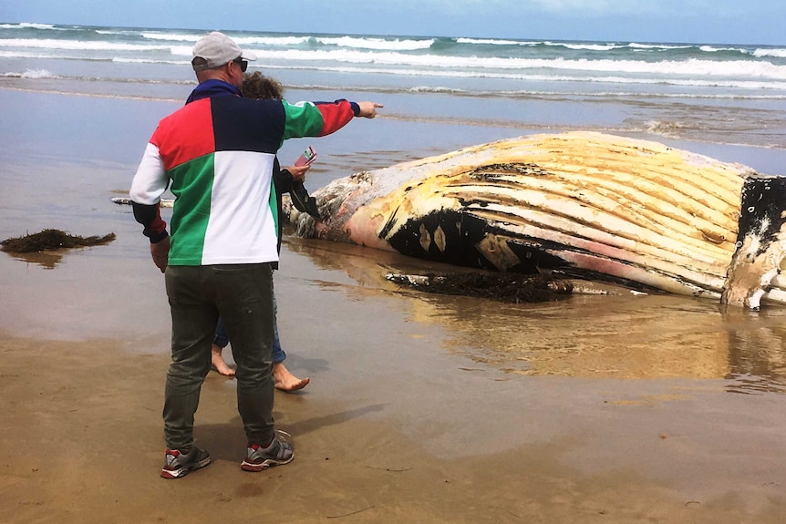 Two people look at a whale carcass on a beach.