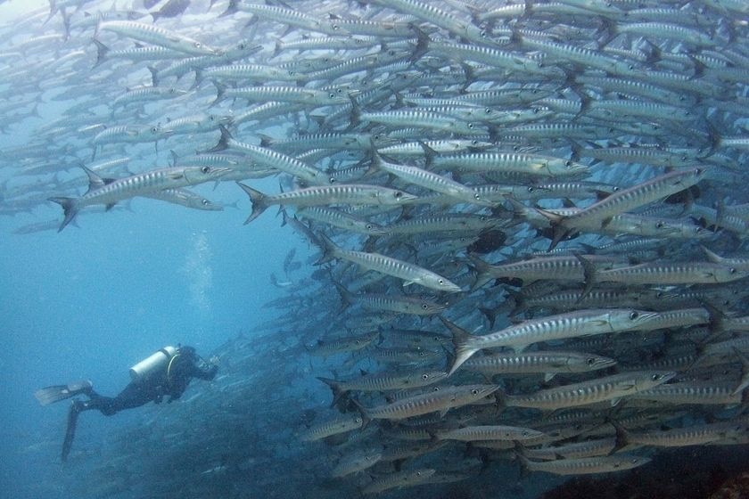 A scuba diver approaches a swirling school of giant barracudas