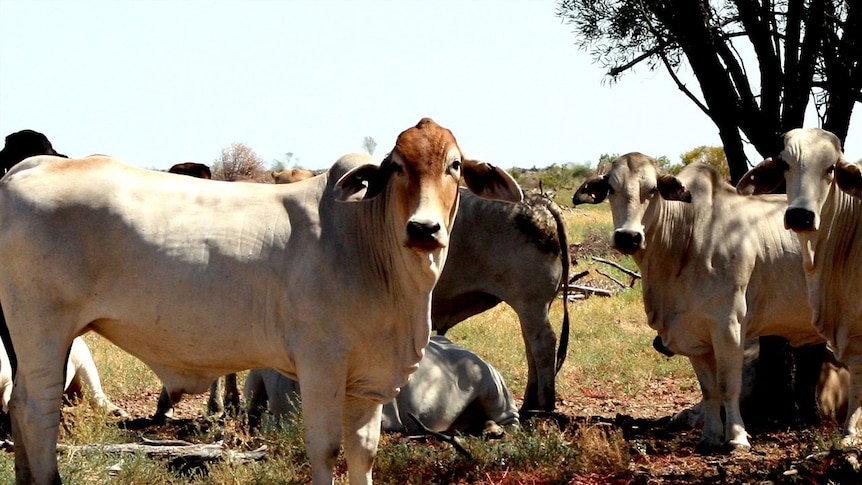 Cattle grazing