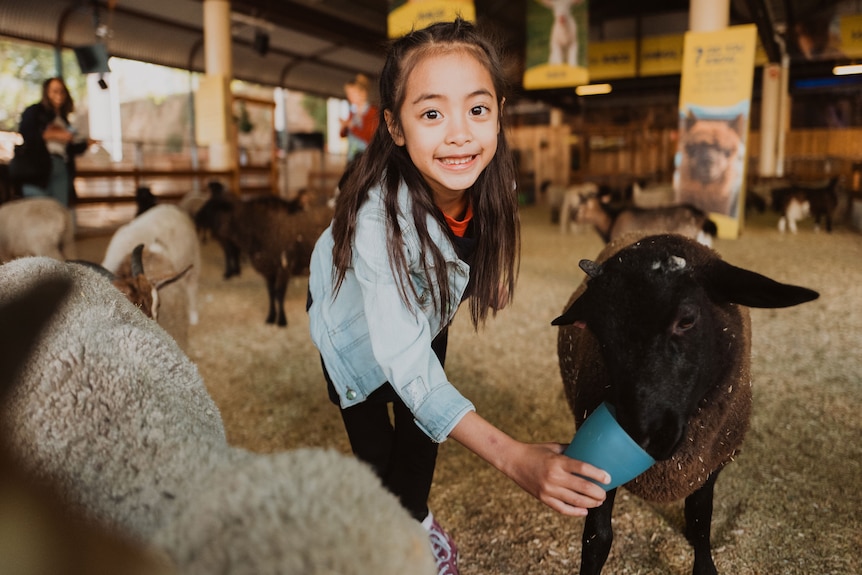A young girl feeds a lamb from a cup.