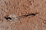 The human-like sculpture is photographed from above and its shadow stretches across the dry lakebed
