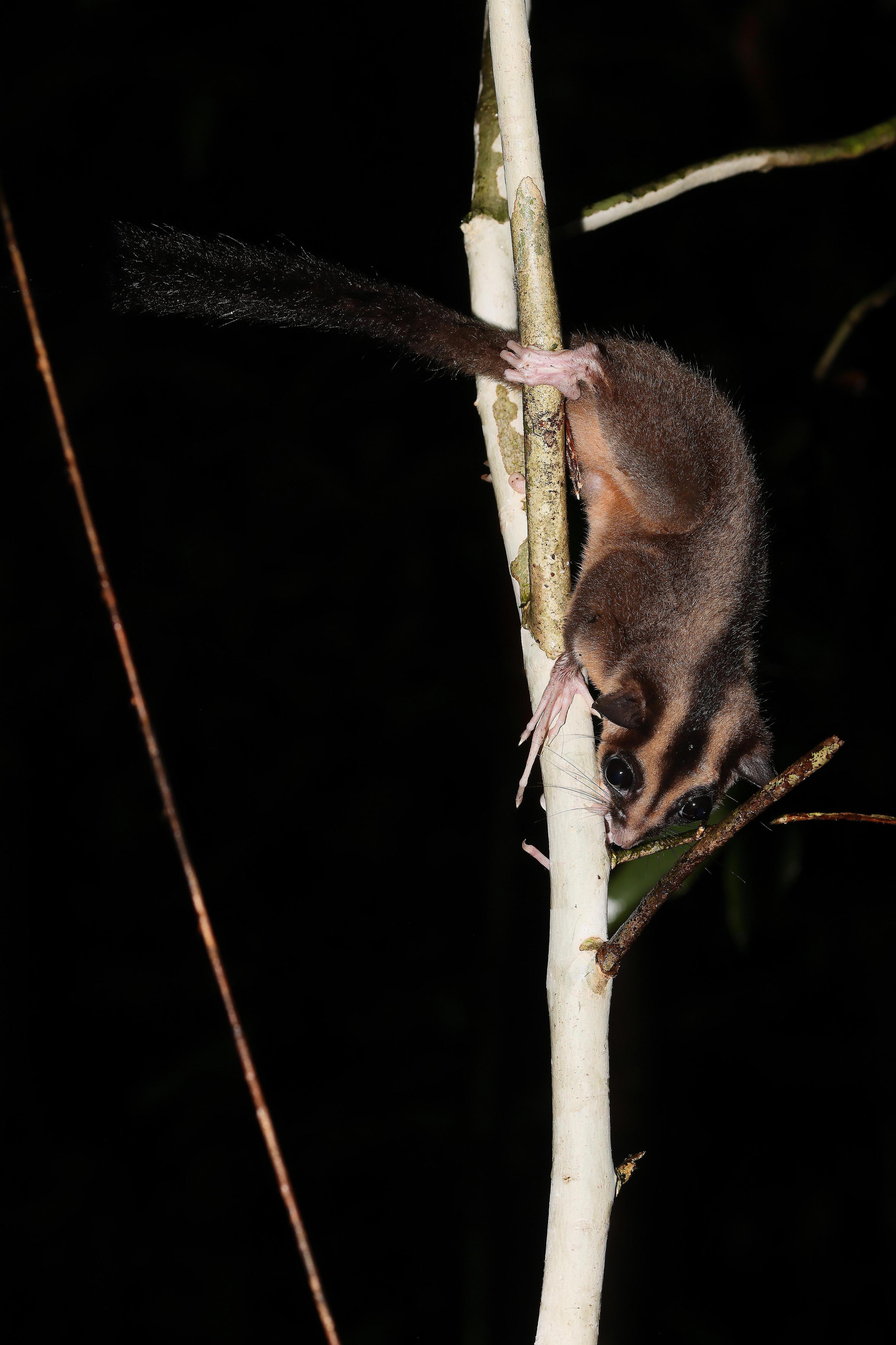 A small grey possum with black and white banded head and middle fingers twice as long as other digits.