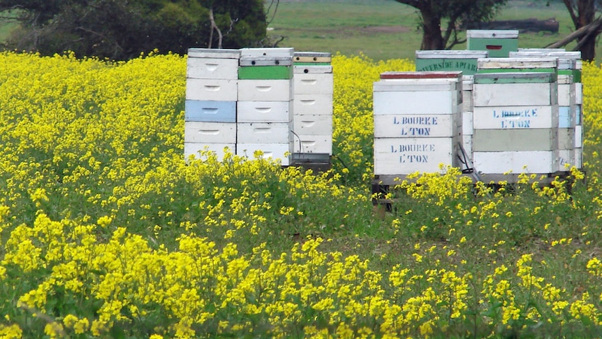 Stacking the bases with bees to pollinate hybrid canola