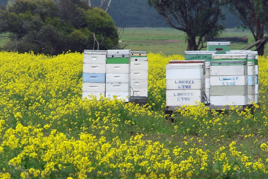 Bees in a canola crop.