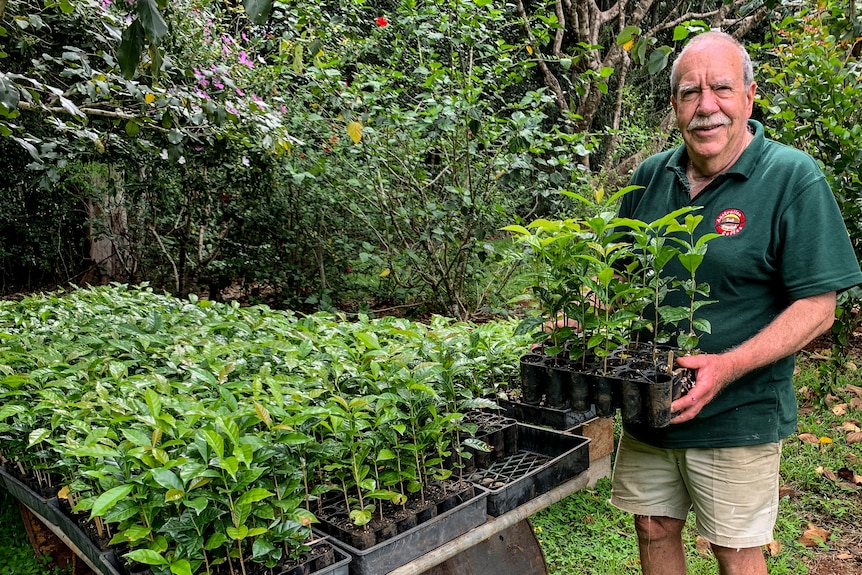 Jos Webber holding a tray of coffee seedlings.