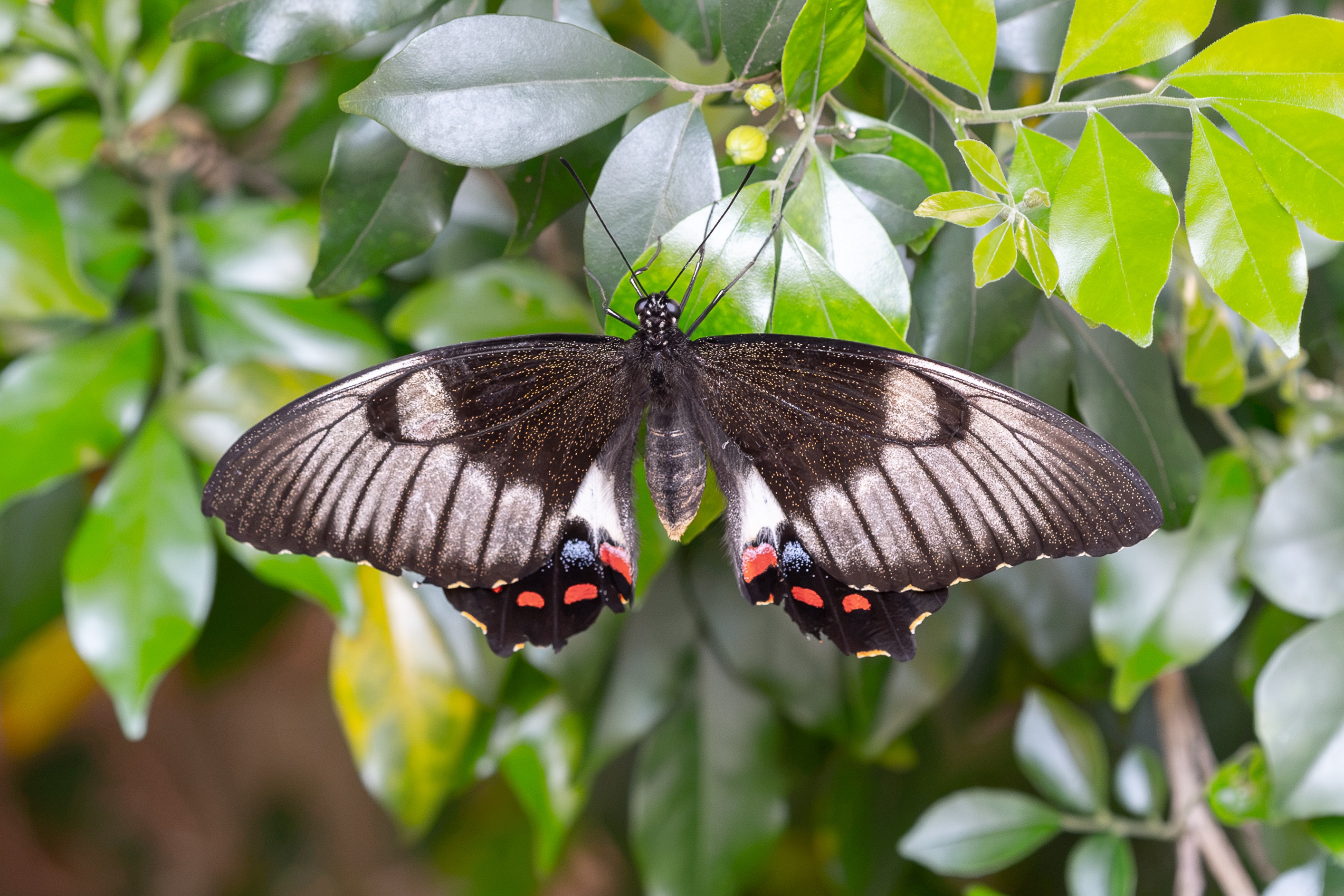 Black-and-white butterfly with red and blue spots on its wings.