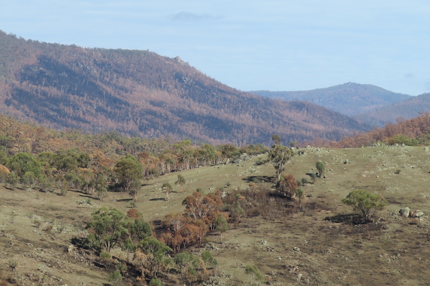 Patches of green can be seen throughout the Namadgi National Park.