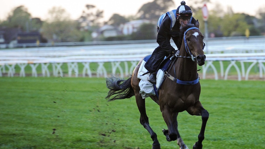 Jockey Daniel Stackhouse rides Lidari in trackwork at Caulfield