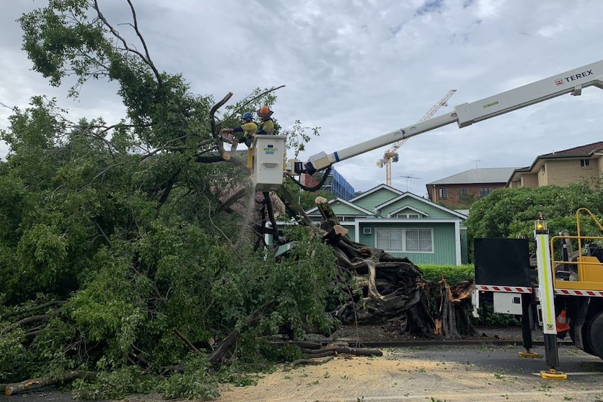 Two met use a chainsaw to cut tree branches while standing in a cherry picker