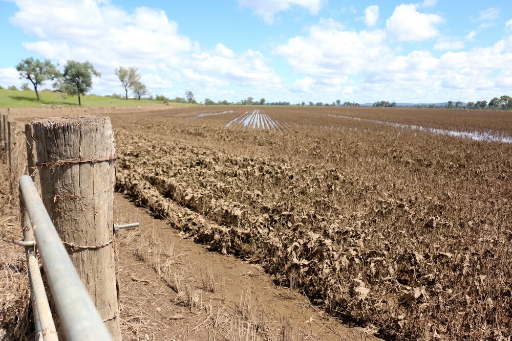 Flooded Qld farmers call for extra disaster help to replant crops - ABC ...