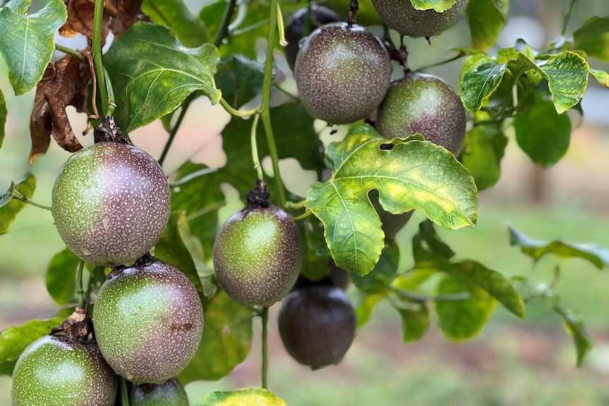 Ripening passionfruit hanging on a vine.