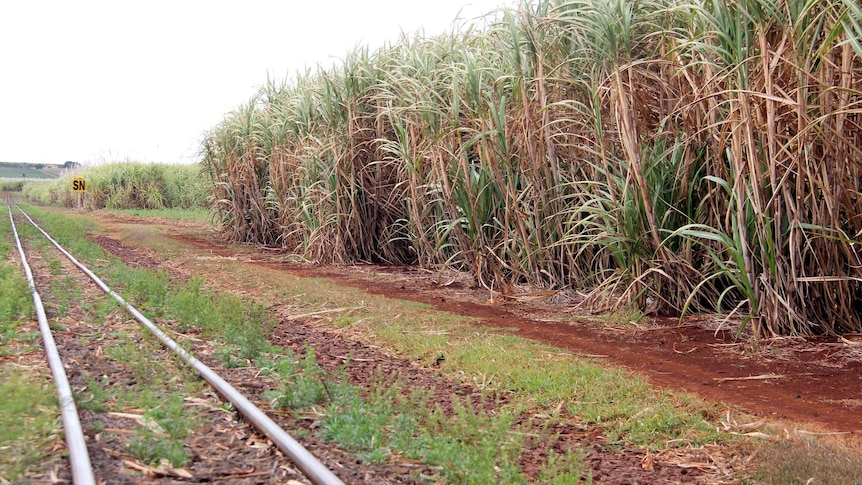 Train tracks pass by sugarcane in a field.