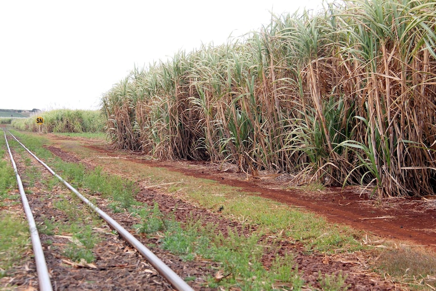 Train tracks pass by sugarcane in a field.