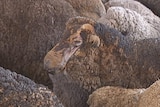 About 3,000 sheep were destroyed near Yass.
