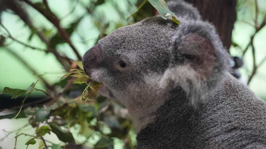 A close up of a koala eating leaves.
