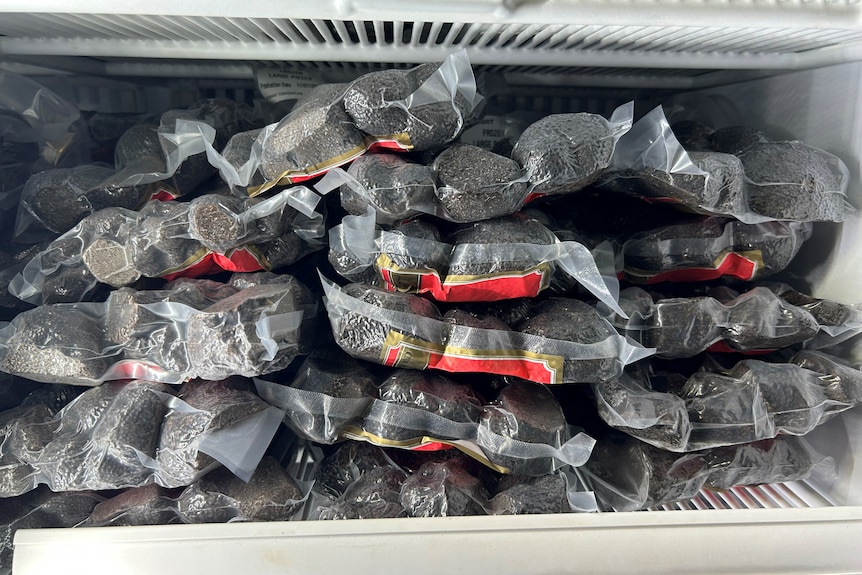 A stack of black lumps in air tight packaging sit on a fridge shelf.