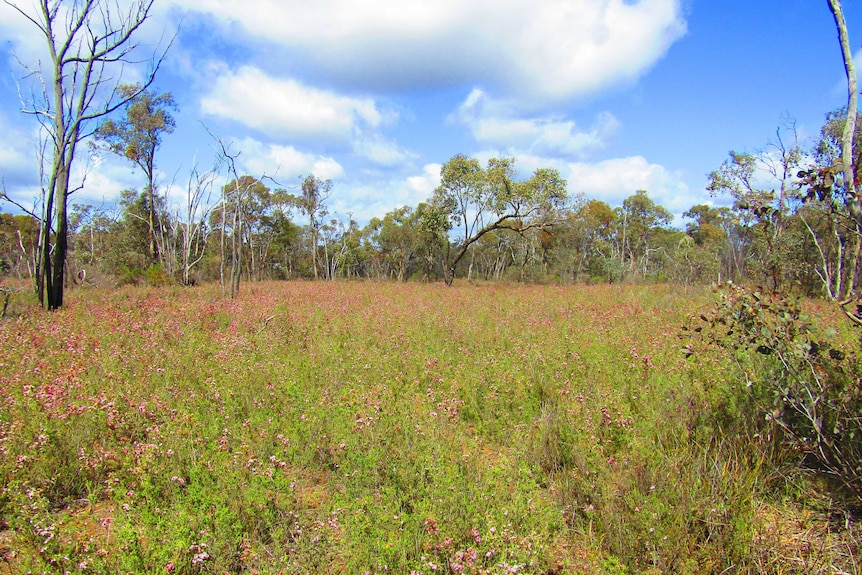 Grassland and bush at Wildflower Drive near Bendigo