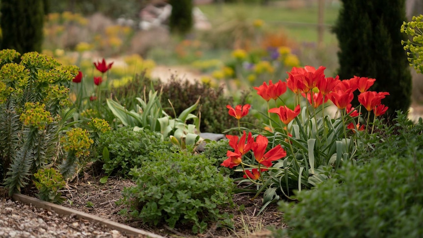 Low-growing groundcover plants behave like living mulch, lowering the temperature of the soil which are good drought conditions