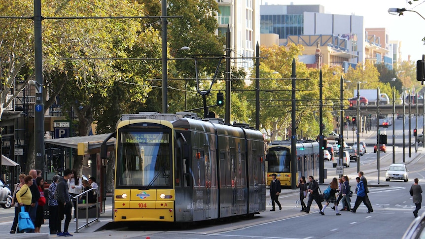 Adelaide tram on North Terrace