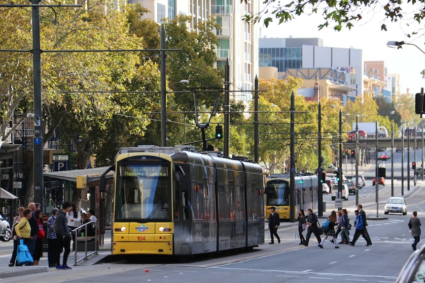 Adelaide tram on North Terrace