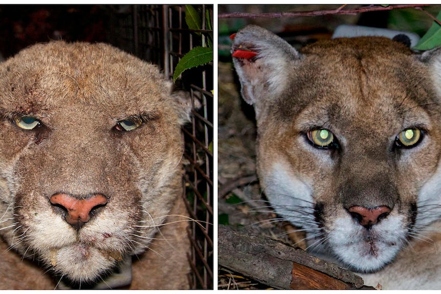 Photos show California mountain lion when suffering from mange and after recovery.