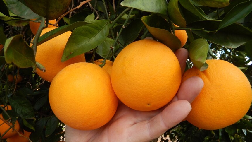 A handful of oranges grown in South Australia's Riverland citrus region.
