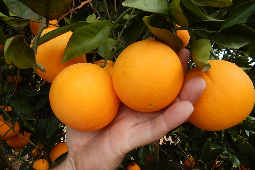A handful of oranges grown in South Australia's Riverland citrus region.