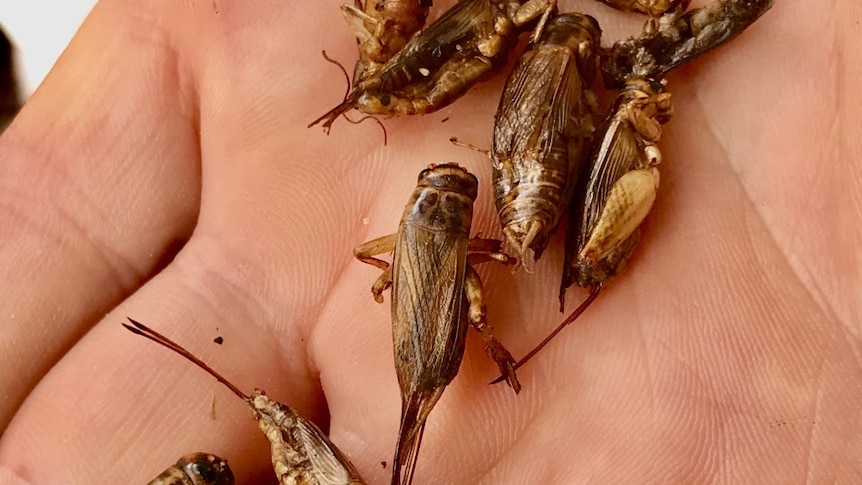 Hand with whole crickets in it