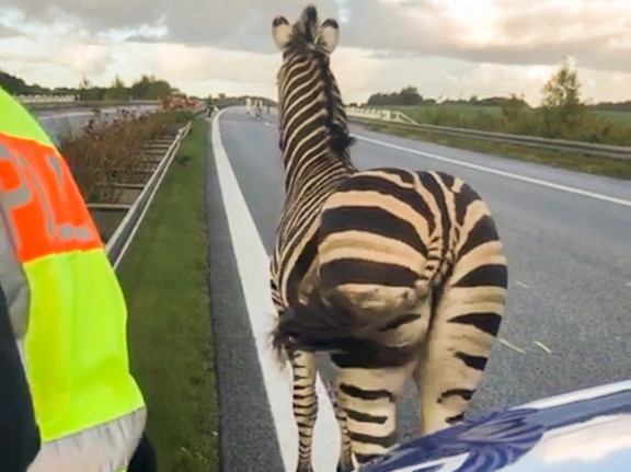 A zebra runs away from a car with the word "polizei" written on the bonnet.
