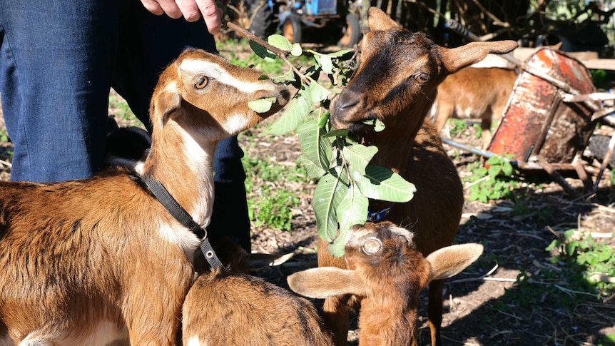 Three small goats eating leaves from a branch held by someone's hand.