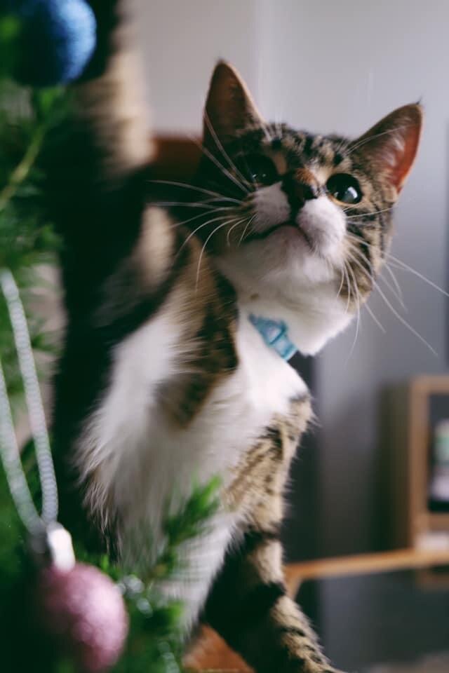 Festive season spike in pet surrenders